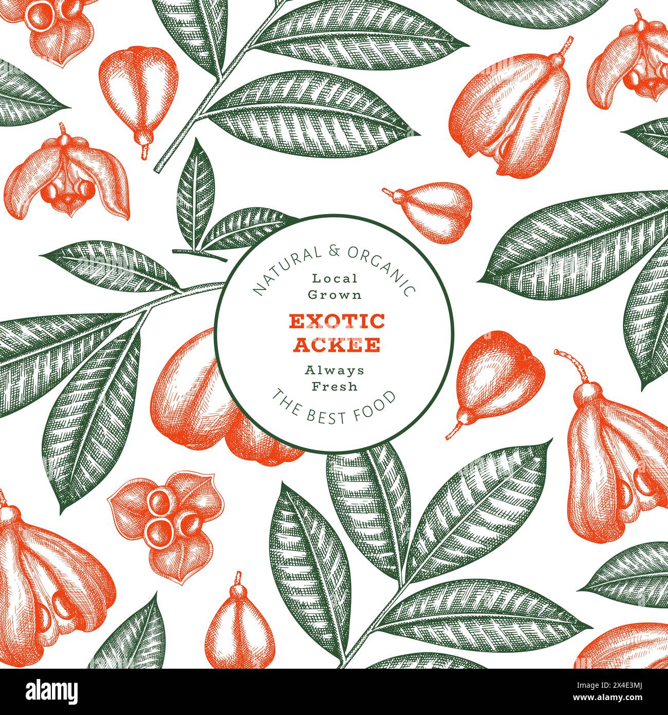 Hand drawn sketch style ackee banner. Organic fresh food vector ...