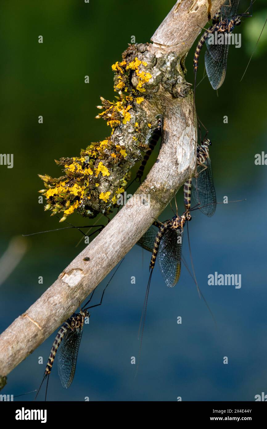 Mayflies, Ephemera vulgaris, drying after molting in early morning sunlight. Markovec, Inner Carniola, Slovenia Stock Photo