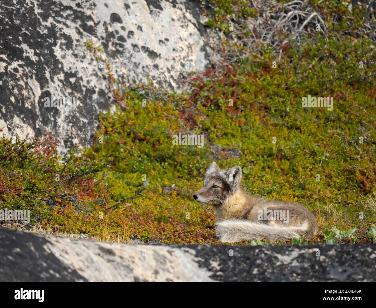 Arctic Fox, during summer at the coastline of the Drygalski Peninsula