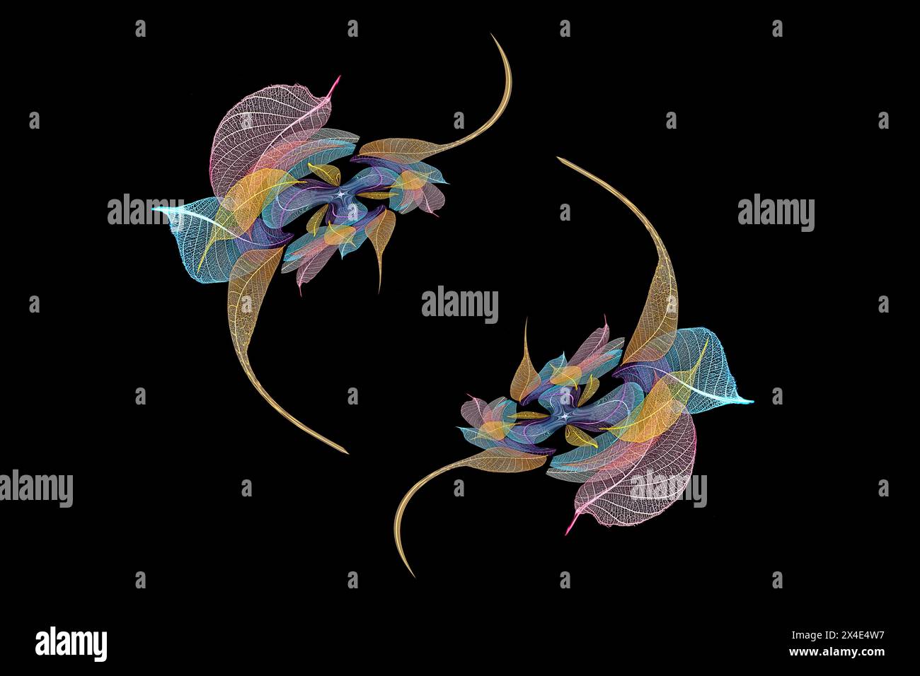 Multi-colored skeleton leaves arranged on black background Stock Photo