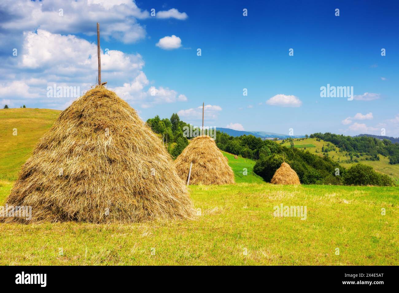 haystacks in a row on a grassy field. beautiful carpathian rural scenery of ukraine in summer. sustainable  agriculture concept. Stock Photo