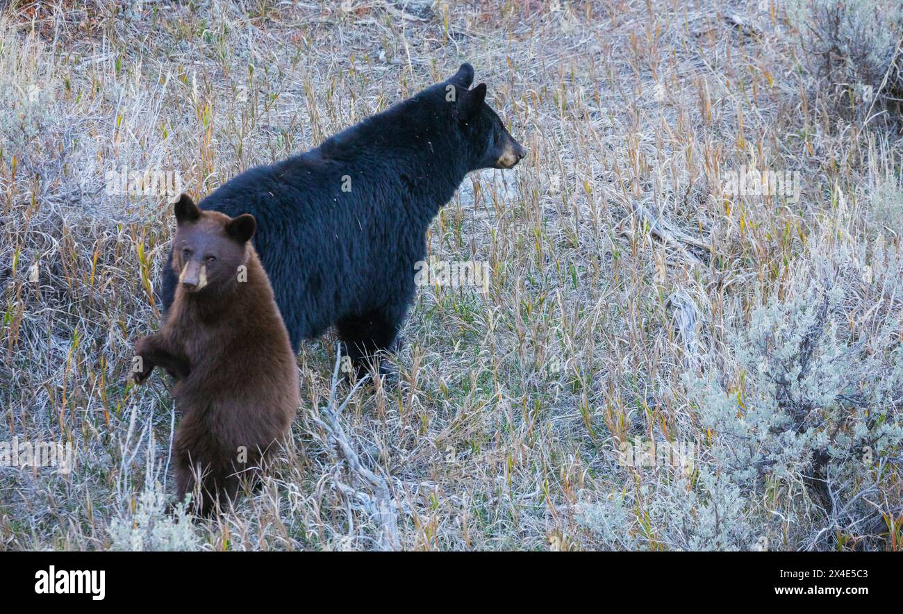 Young black bear pauses to look back, USA, Wyoming Stock Photo