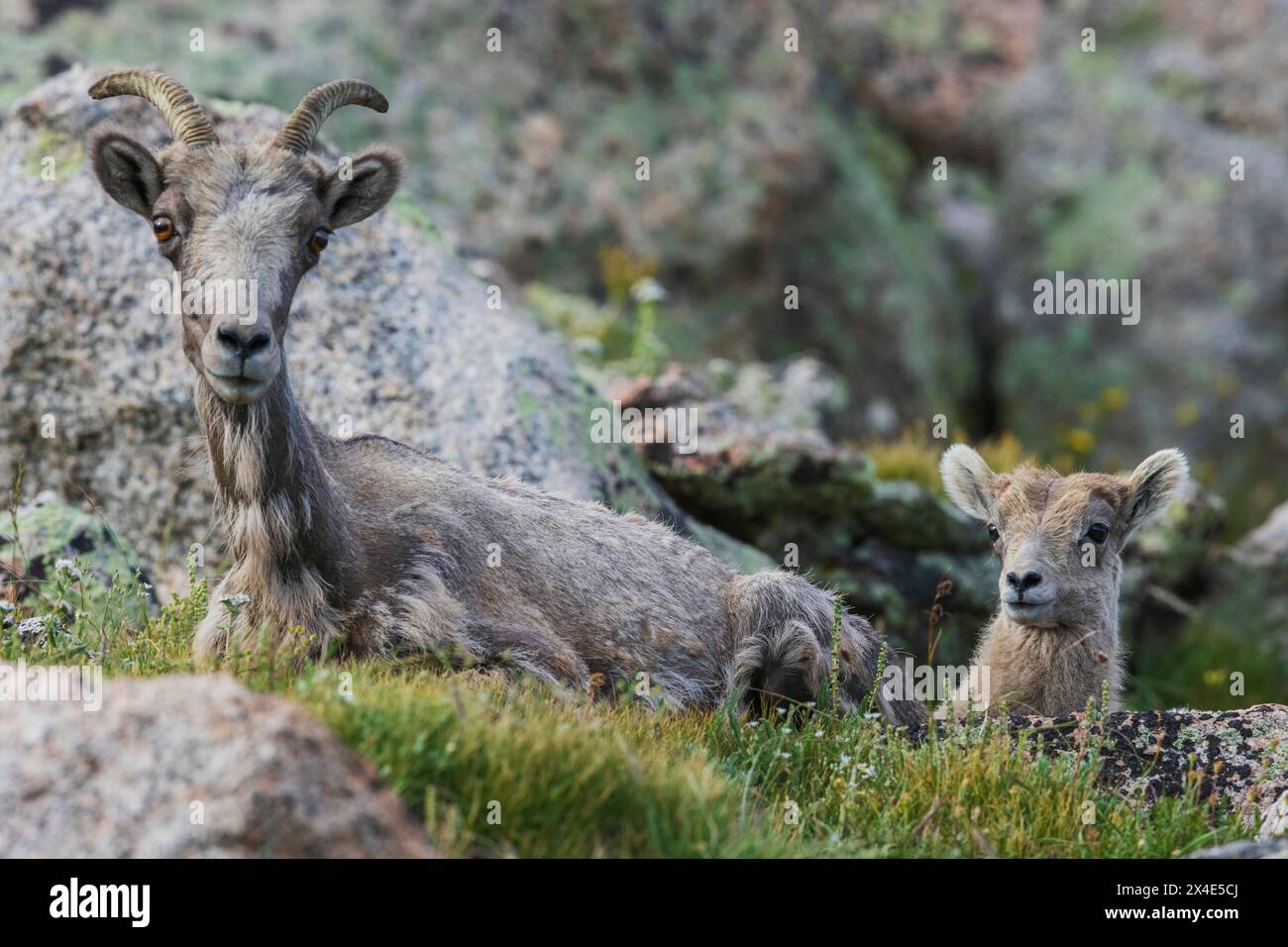 Bighorn sheep, ewe and lamb resting in the alpine tundra,. USA, Colorado Stock Photo