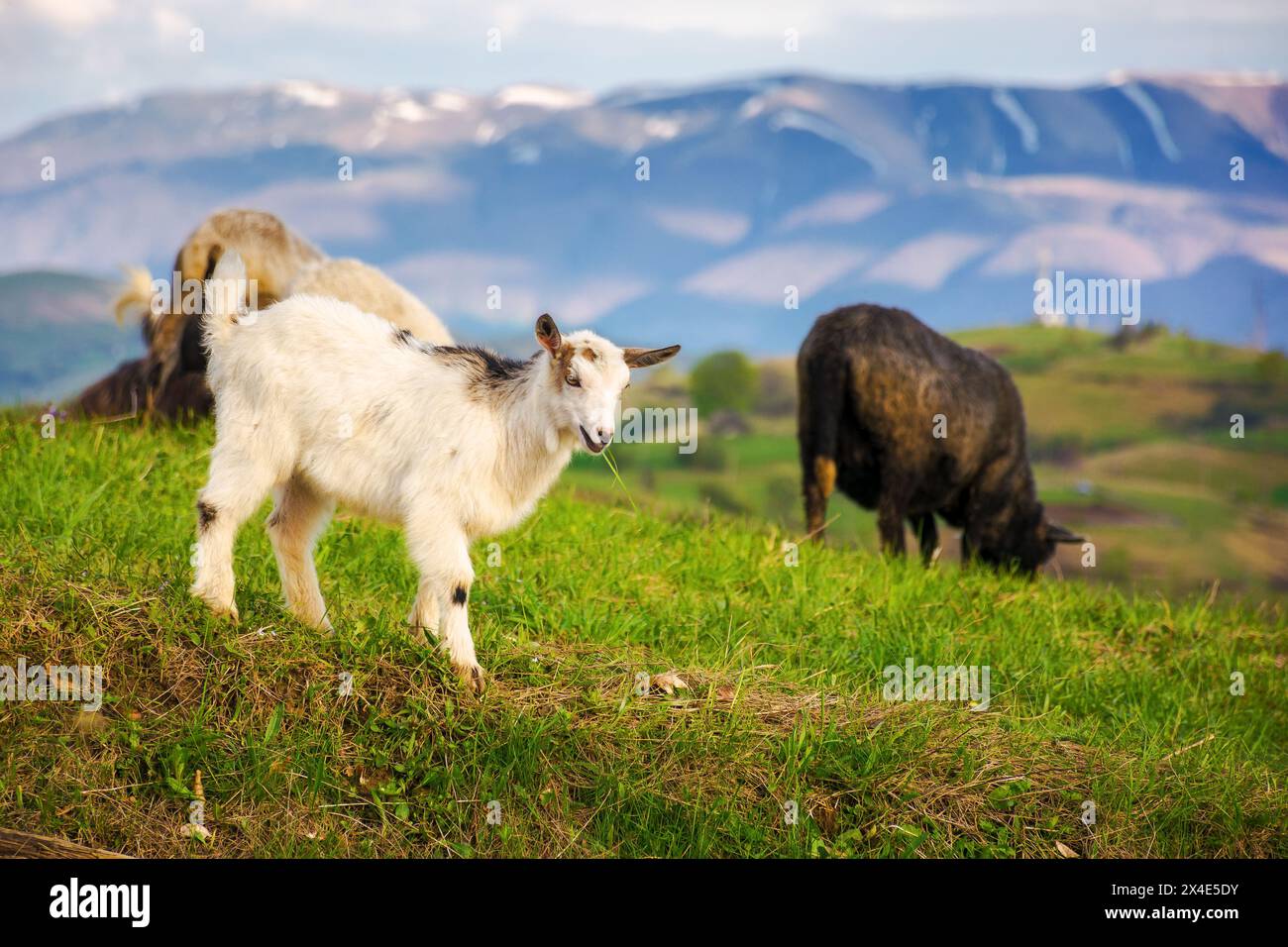 baby goat on the grassy hillside. countryside scenery of ukraine in carpathian mountans. sunny evening in spring. snow capped ridge blurred in the bac Stock Photo