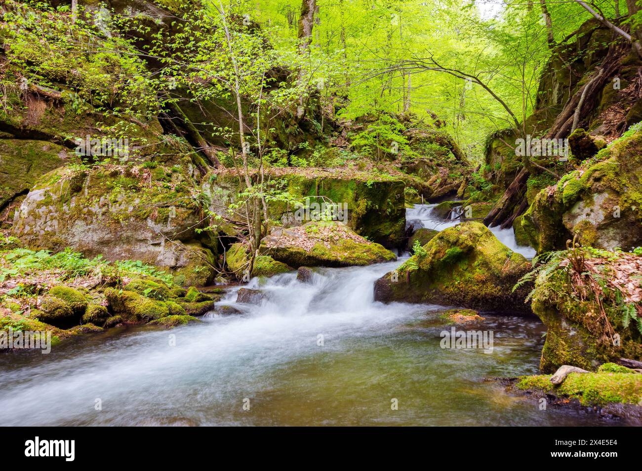 water stream in the beech forest. creek among mossy boulders. trees in green foliage. beautiful nature of carpathian mountains Stock Photo