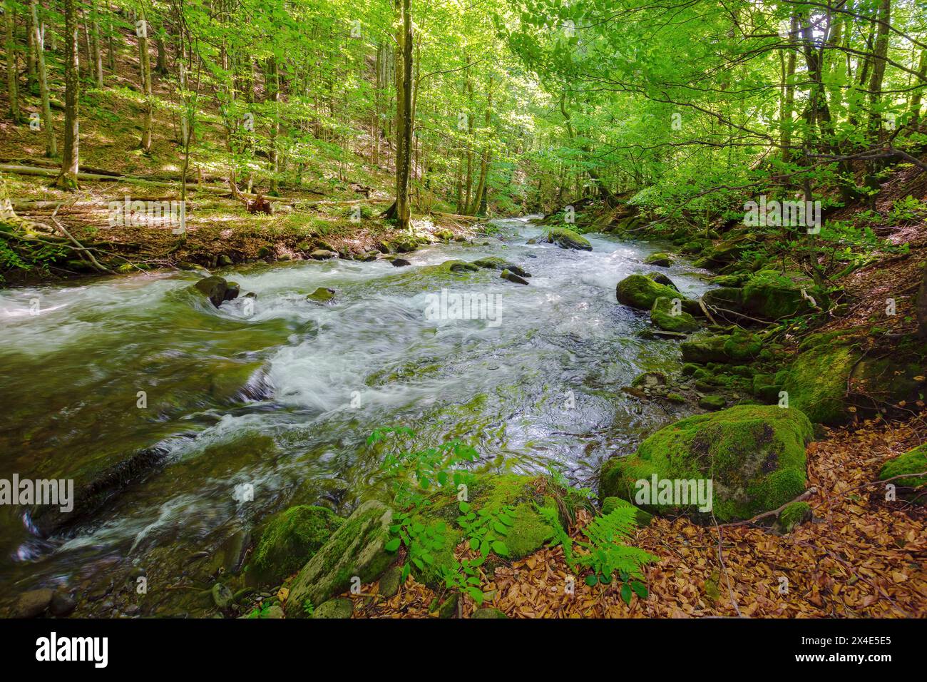 mountain river runs through the primeval beech forest. water flows along the shore with trees and mossy rocks. relaxing summer nature background of uk Stock Photo