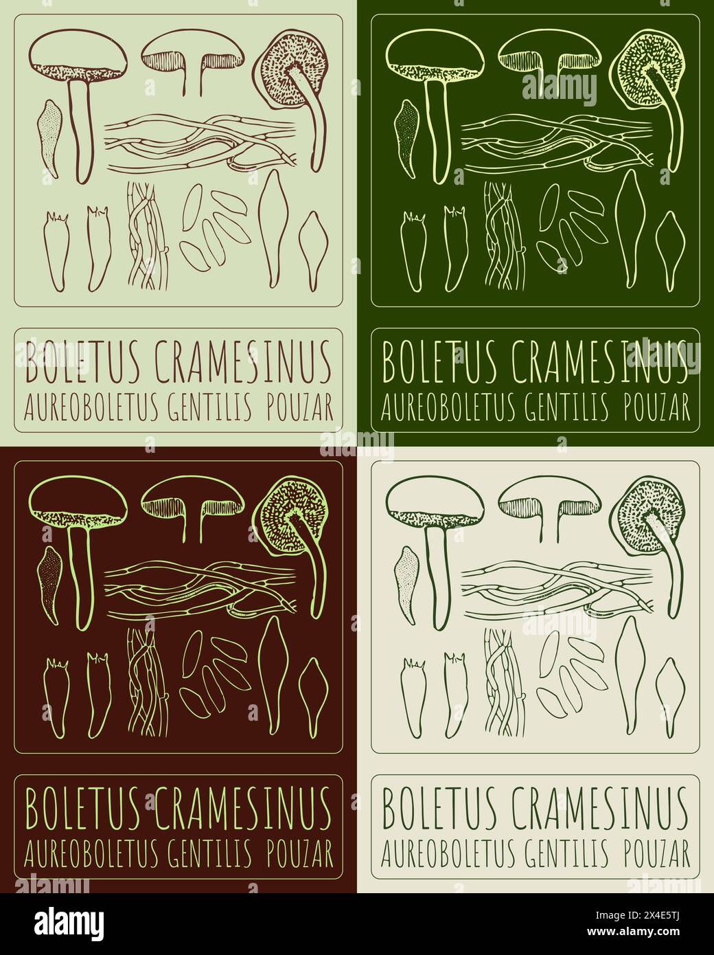 Set of vector drawing BOLETUS CRAMESINUS in various colors. Hand drawn illustration. The Latin name is AUREOBOLETUS GENTILIS POUZAR. Stock Vector