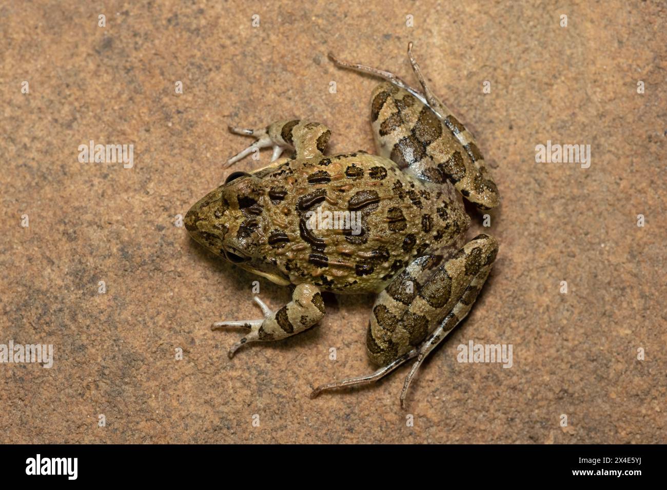 Clicking Stream Frog, Grays Stream Frog, Spotted Stream Frog (Strongylopus grayii) Stock Photo