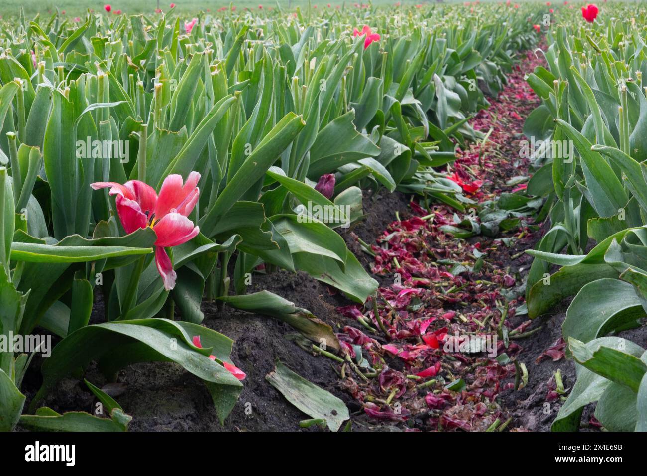 Cultivation of tulip bulbs, almost all flower heads have been cut off Stock Photo