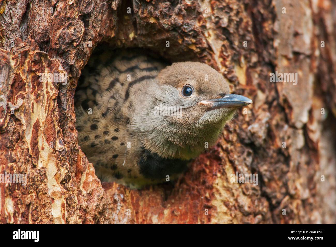 Red-shafted flicker chick looking for its parent, Montana, USA Stock Photo