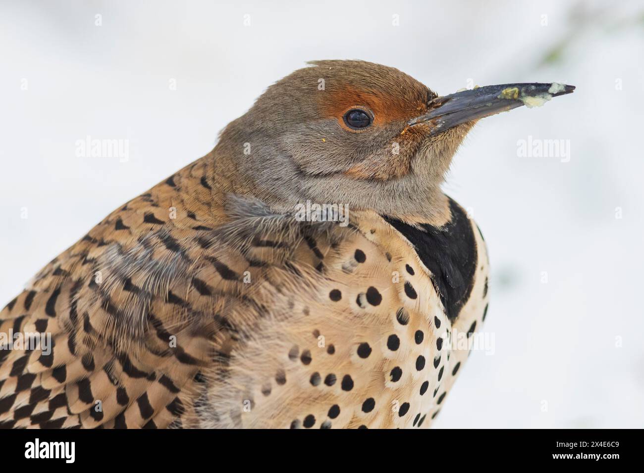 Canada, British Columbia, Boundary Bay, Northern flicker (red-shafted) first winter Stock Photo