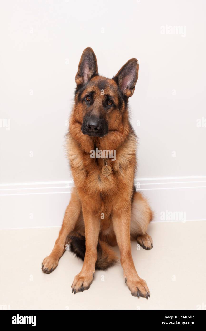 studio portrait juvenile alsatian German Shepherd dog Stock Photo