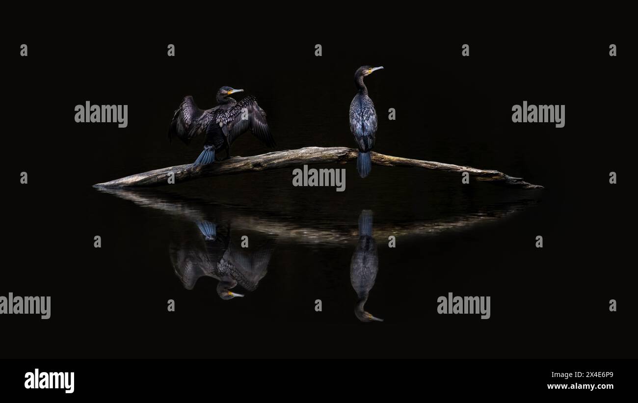 minimalistic picture of two great cormorants (Phalacrocorax carbo) on a dark lake with their reflection on water, black background, copy space Stock Photo