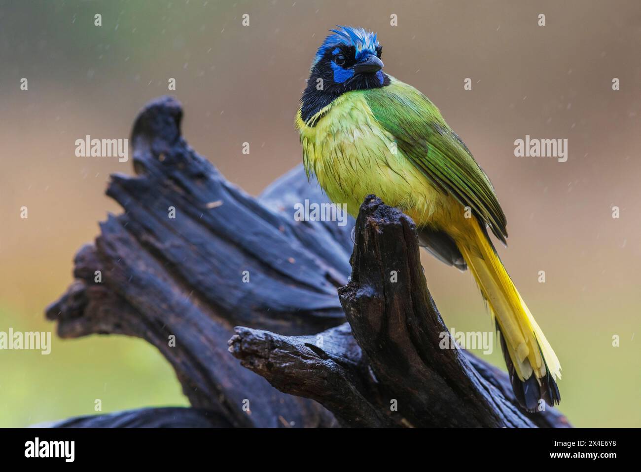 USA, South Texas. Laguna Seca, green jay Stock Photo