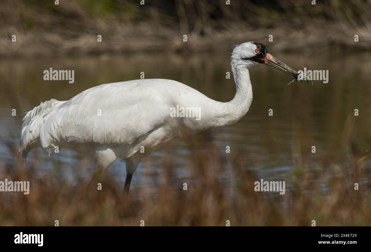 USA, South Texas. Aranas National wildlife Refuge, whooping crane with ...