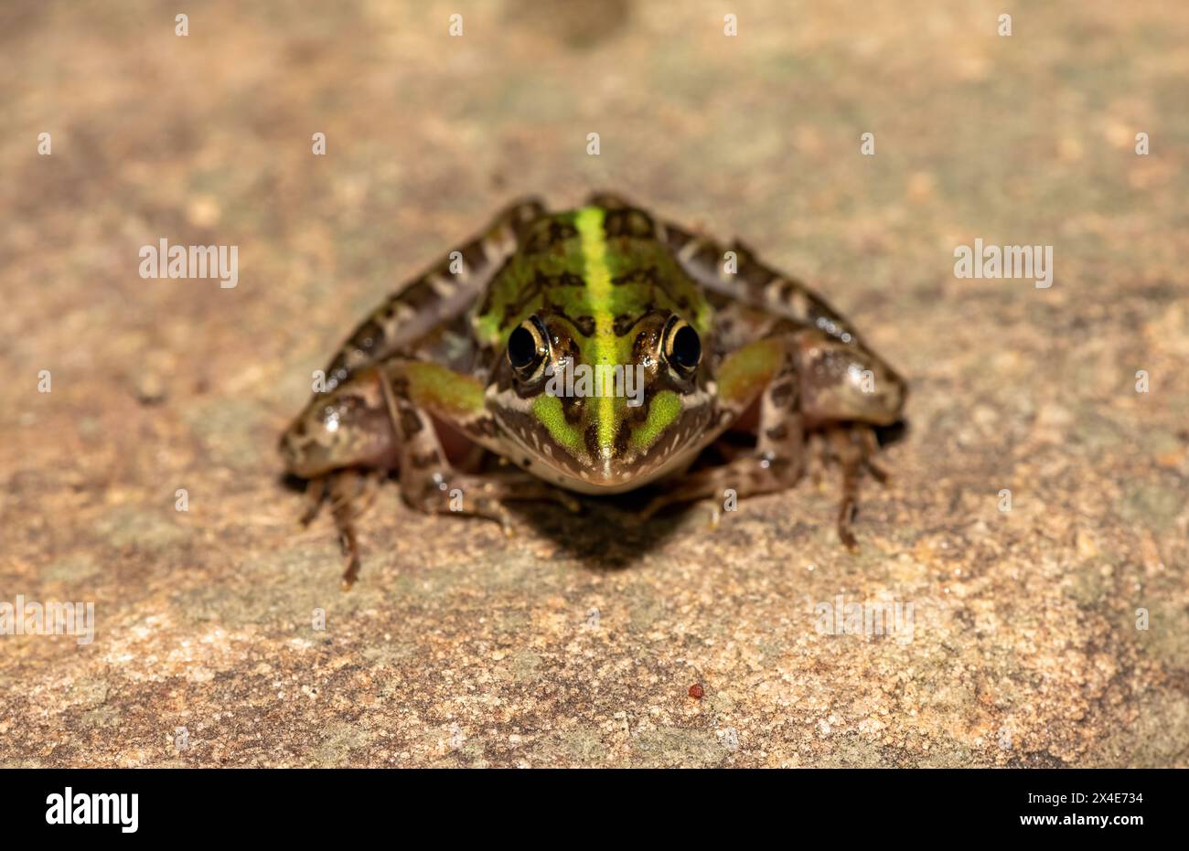 A beautiful common river frog (Amietia angolensis) in the wild Stock Photo