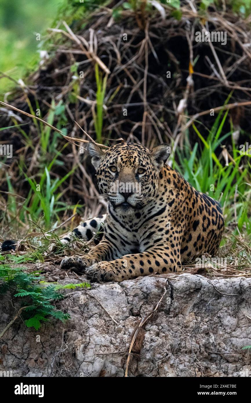 tudo sobre onça-pintada, image size:866x1390