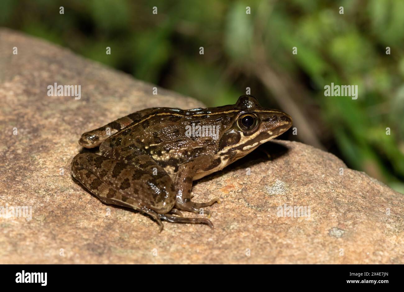 A beautiful common river frog (Amietia angolensis) in the wild Stock Photo