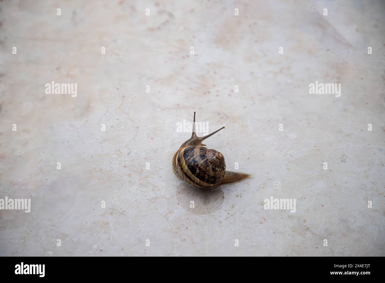 a snail on a stone slab after the rain Stock Photo