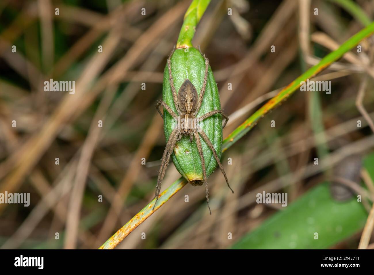 A beautiful Crowned Nursery-web spider (Rothus sp.) in the wild Stock Photo