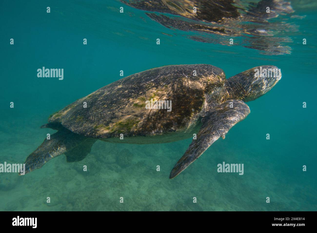 Pacific green sea turtle, Chelonia mydas agassizii. Floreana Island, Galapagos, Ecuador Stock Photo
