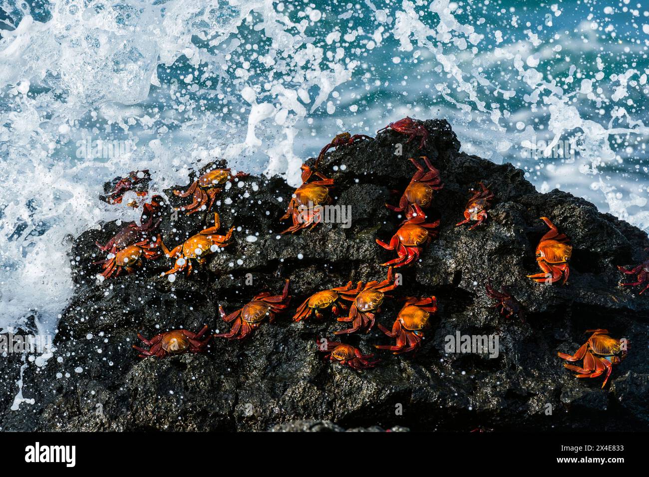 Sally lightfoot crabs, Grapsus grapsus, on a rock with waves splashing. North Seymour Island, Galapagos, Ecuador Stock Photo