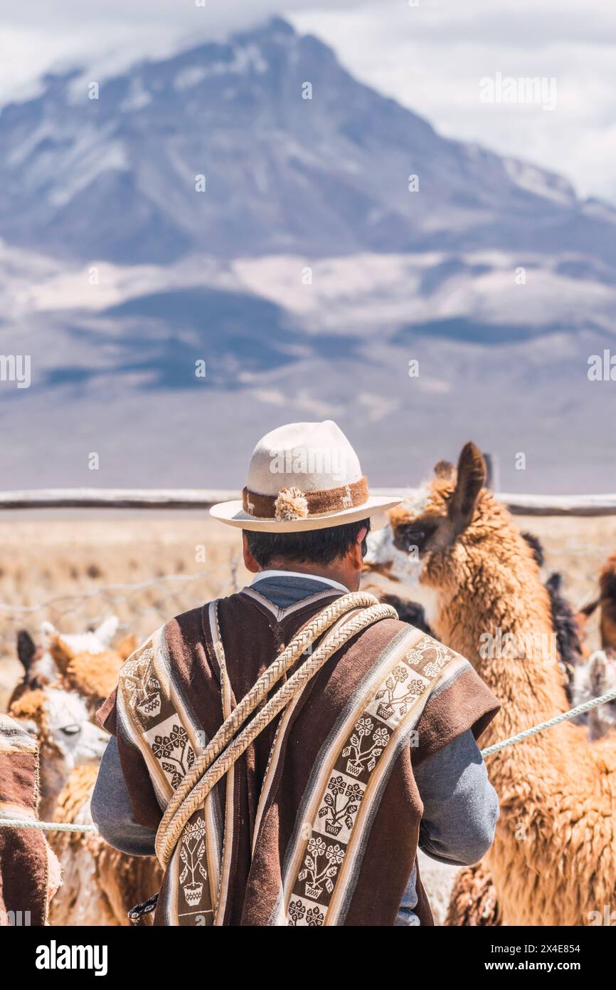 Alpaquero man standing dressed in a brown indigenous poncho and hat surrounded by his alpacas in the highlands of Peru and Bolivia Stock Photo