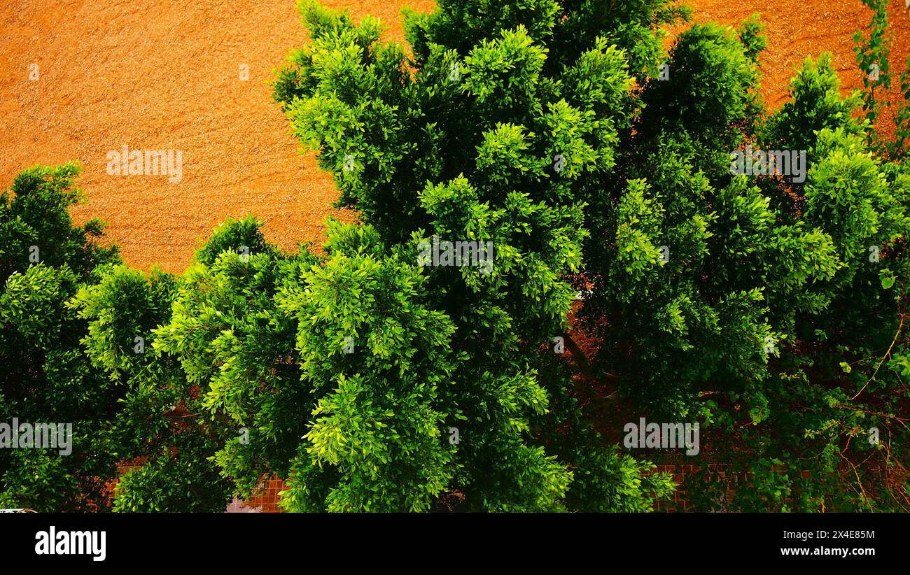background images of trees Stock Photo