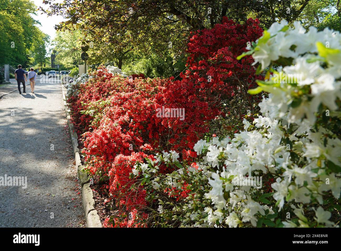 Blooming in bremen rhododendron park hi-res stock photography and images -  Alamy