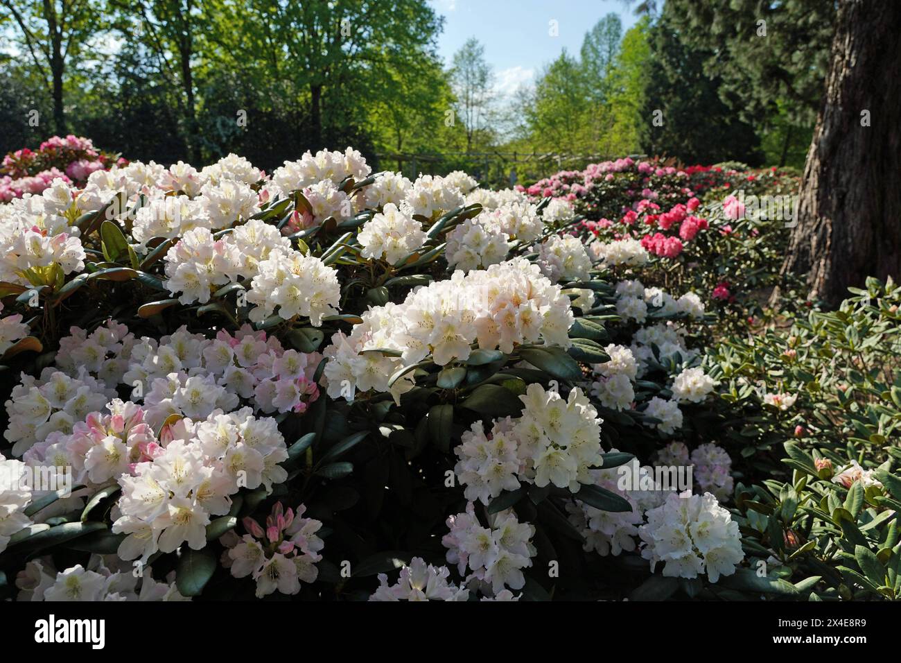 Blooming in bremen rhododendron park hi-res stock photography and images -  Alamy