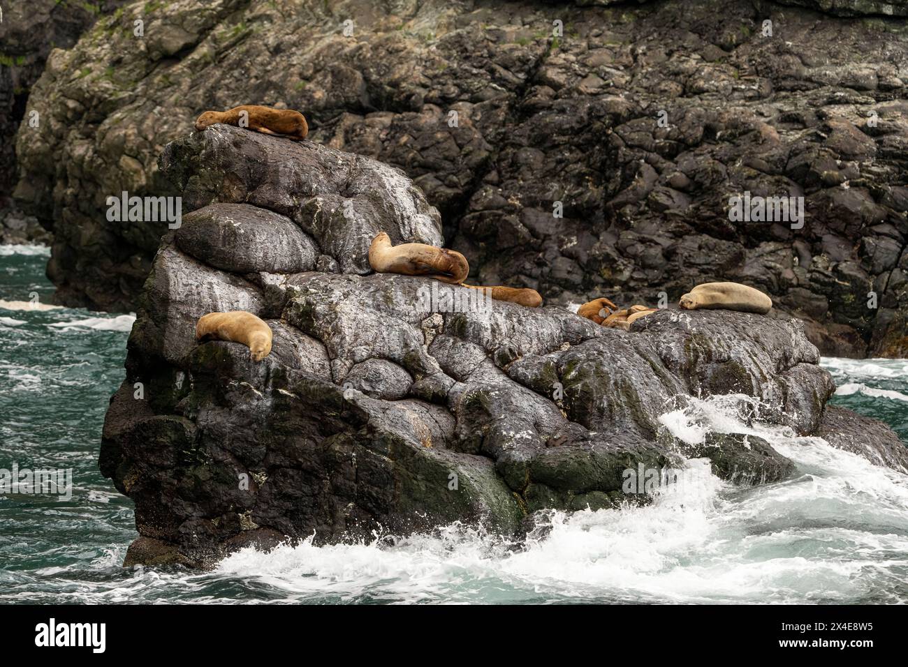 USA, Alaska, Kenai Fjords National Park. Near-threatened Steller sea ...