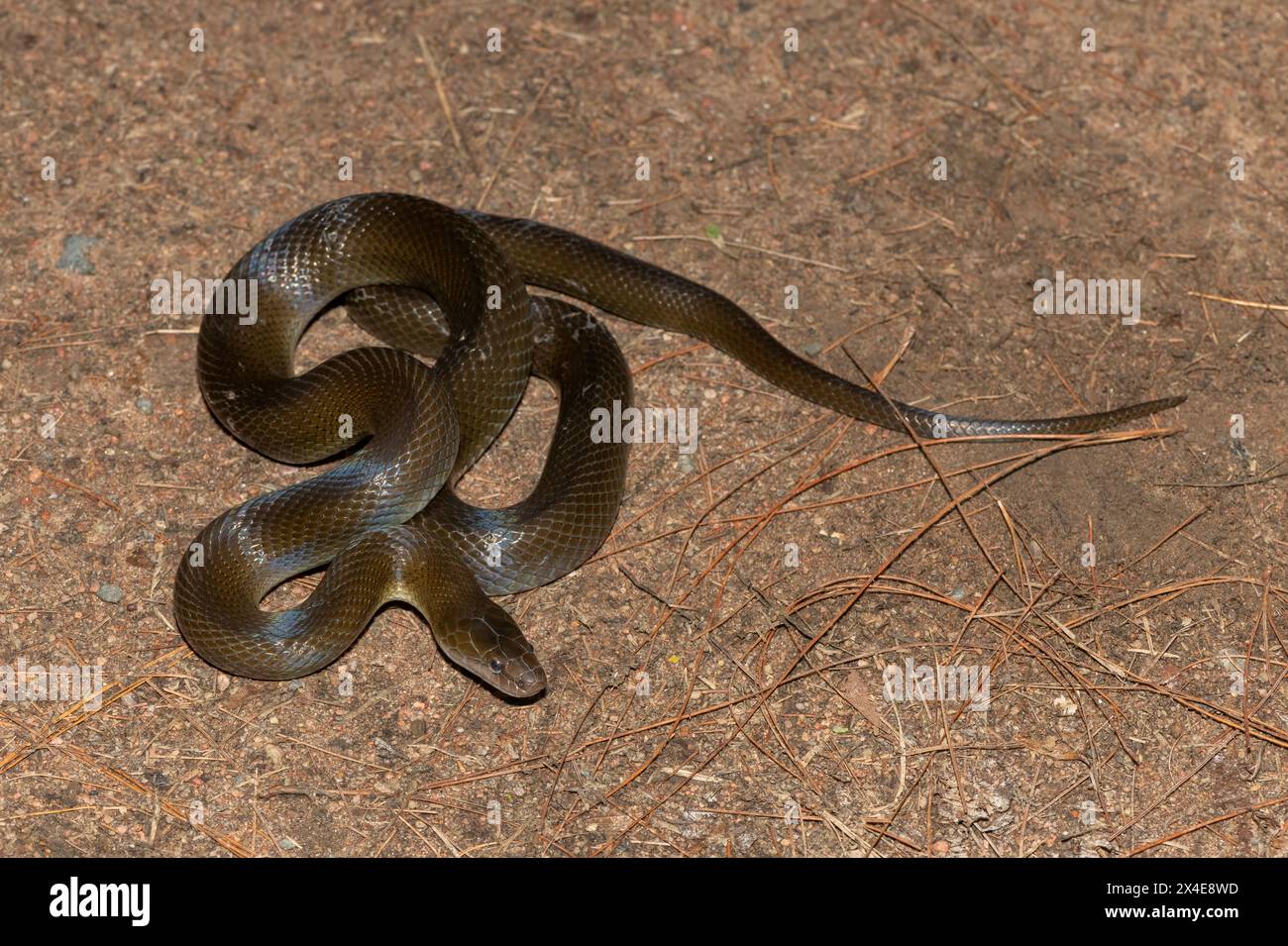 Close-up of a beautiful Olive Snake (Lycodonomorphus inornatus) in the ...