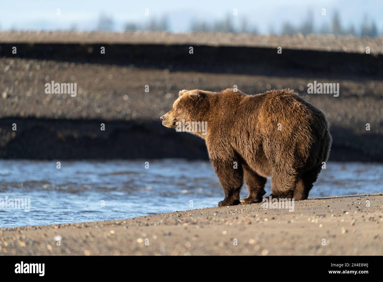USA, Alaska, Lake Clark National Park. Grizzly bear hunting for salmon in creek. Stock Photo