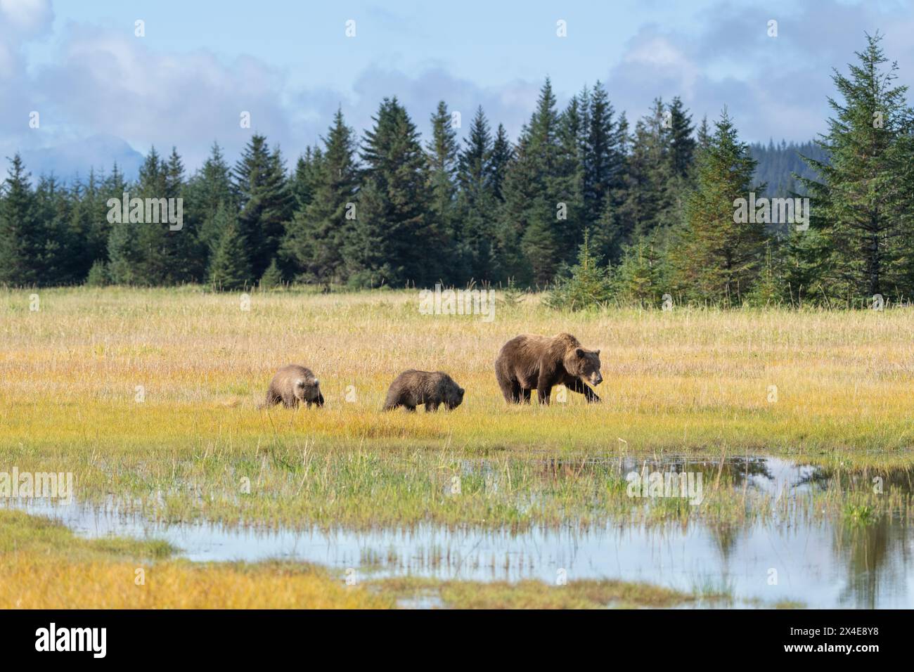 USA, Alaska, Lake Clark National Park. Grizzly bear mother and cubs in meadow. Stock Photo
