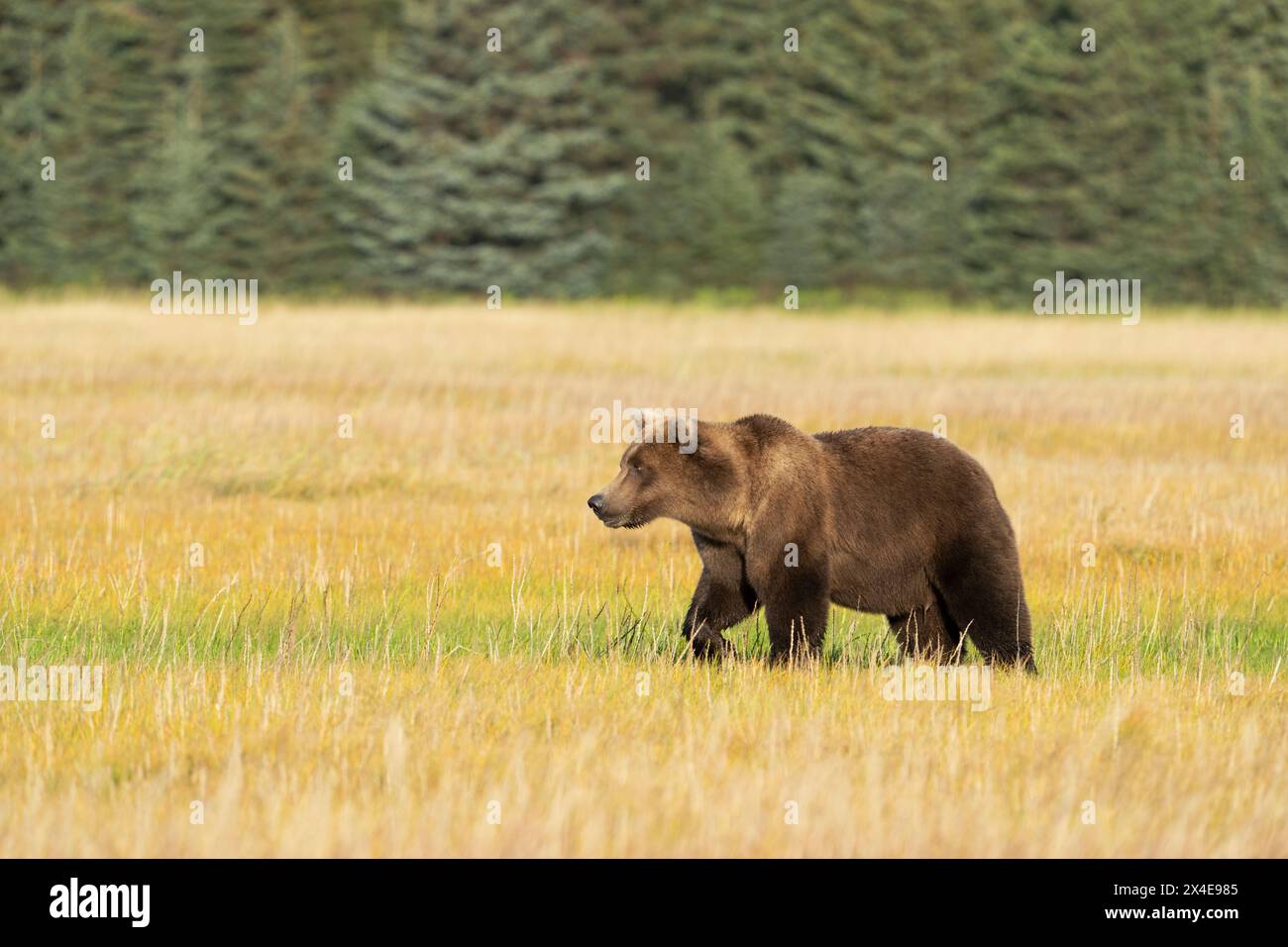 USA, Alaska, Lake Clark National Park. Subadult grizzly bear crosses grassy meadow. Stock Photo