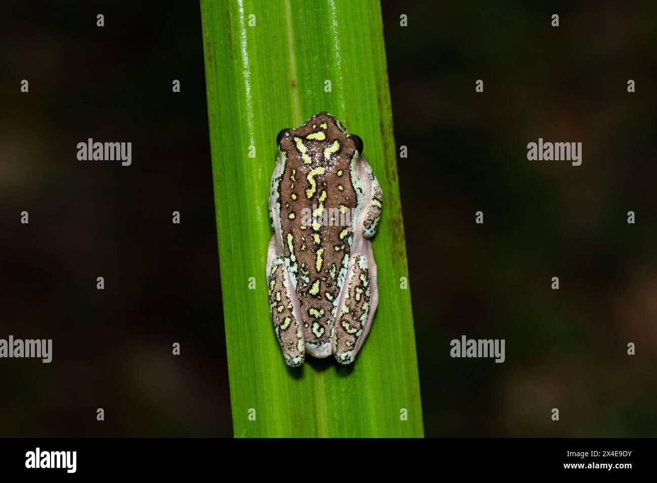 Beautiful painted reed frog, also known as a marbled reed frog (Hyperolius marmoratus) Stock Photo