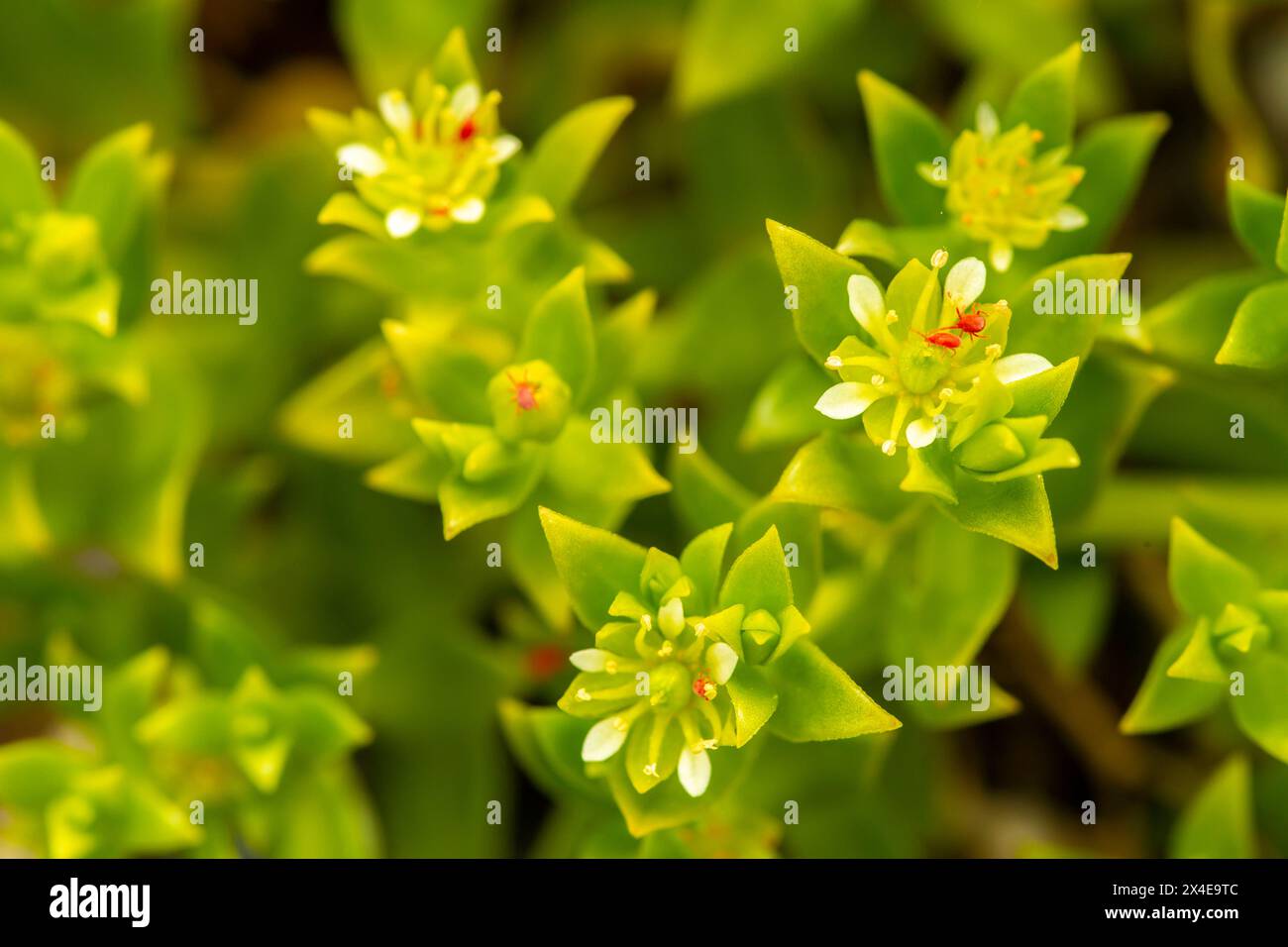 Wildflowers glacier national park hi-res stock photography and images ...
