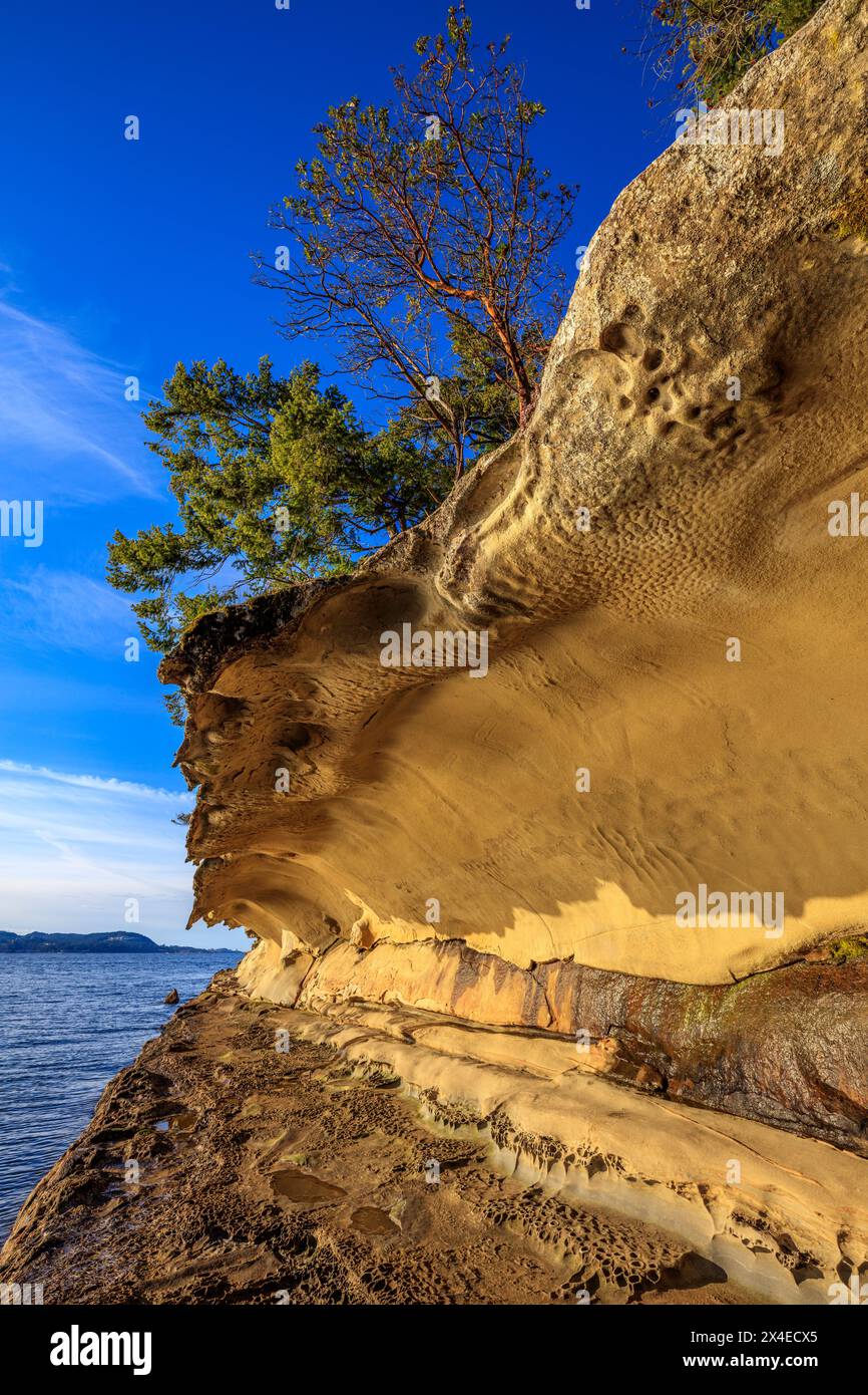 Trees growing above the eroded sandstone Malaspina Galleries on Gabriola Island, British Columbia Stock Photo