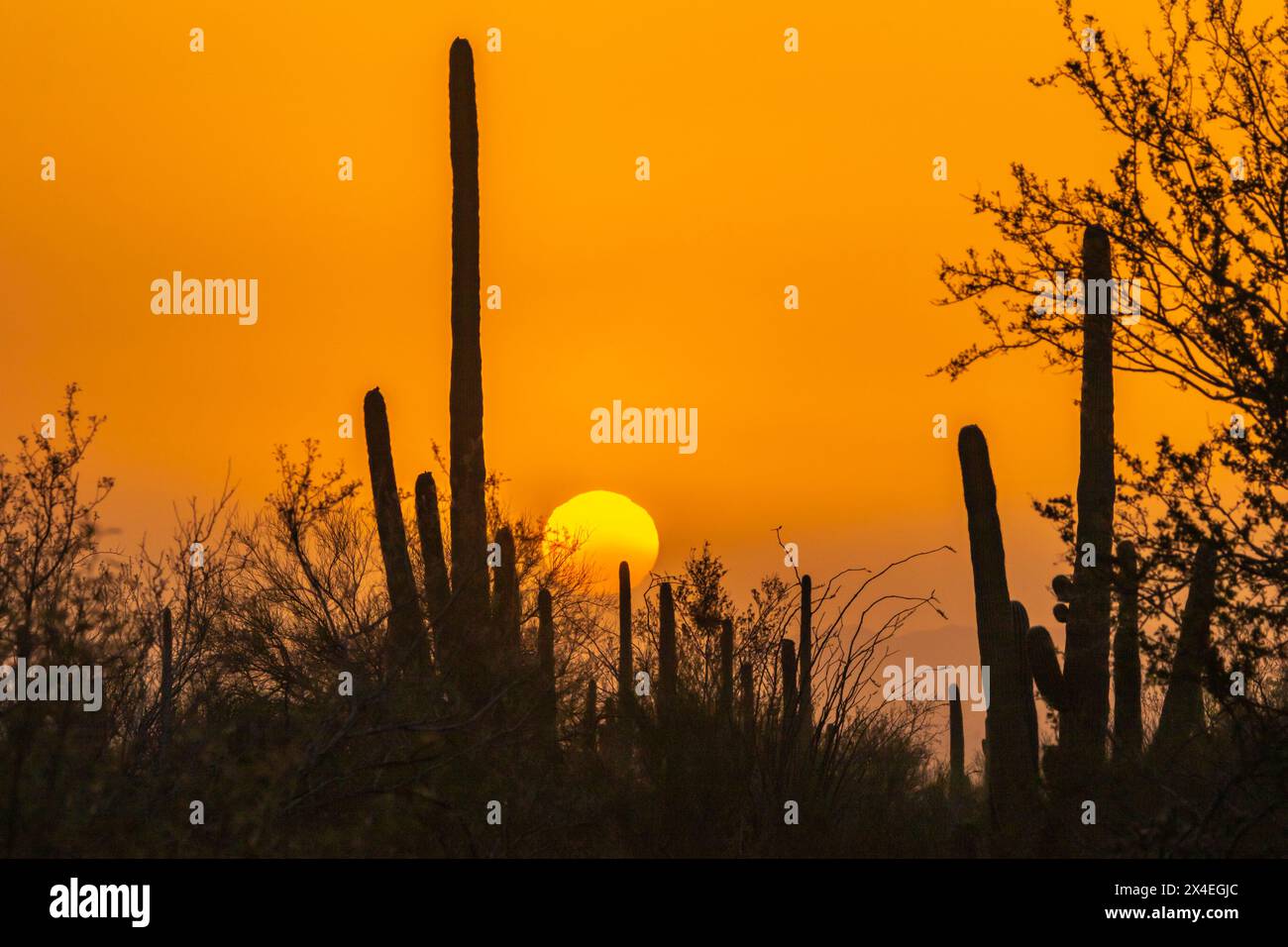 USA, Arizona, Saguaro National Park. Saguaro cacti silhouettes at sunset. Stock Photo