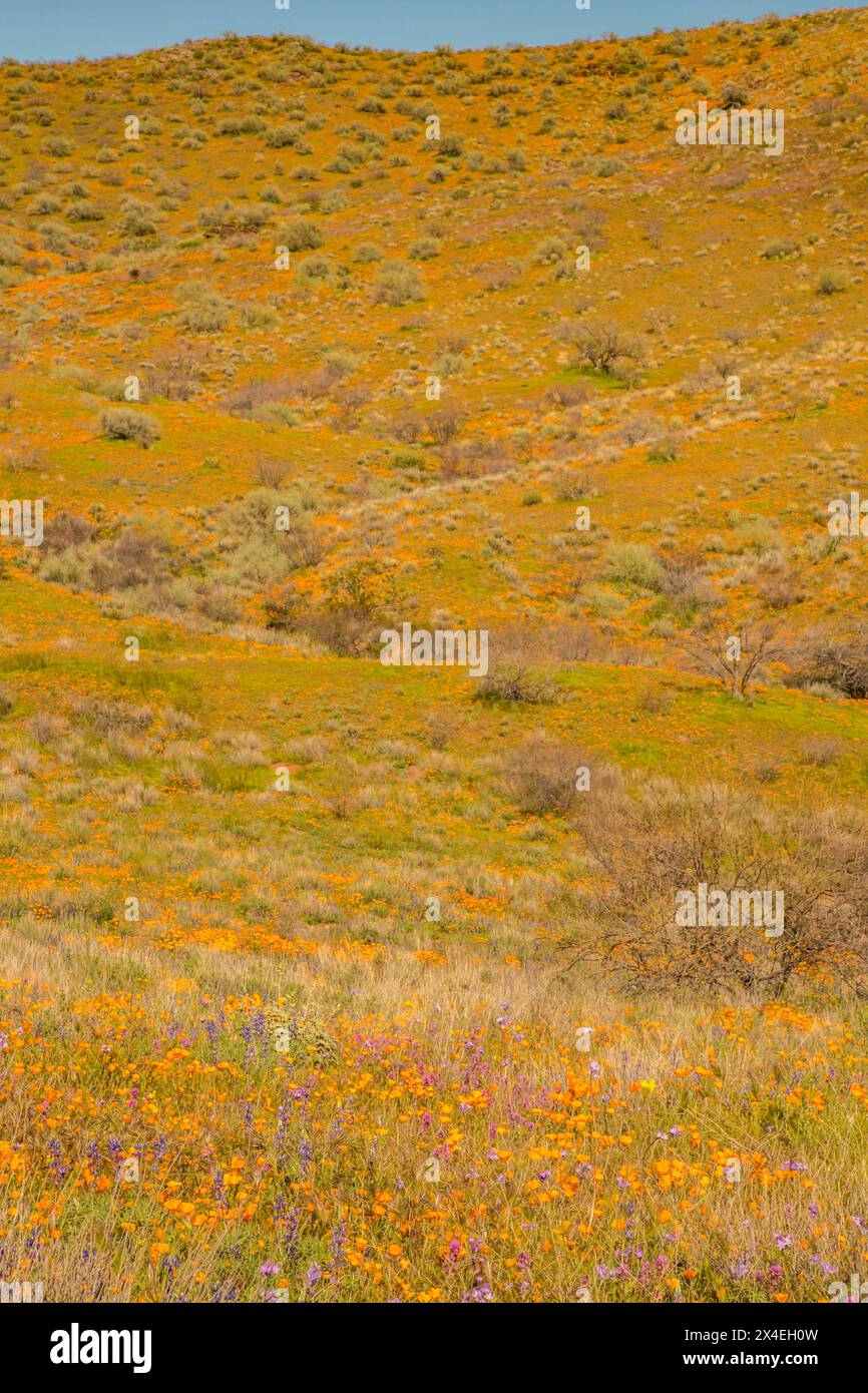 USA, Arizona, Peridot Mesa. Poppies and wildflowers on hillside. Stock Photo