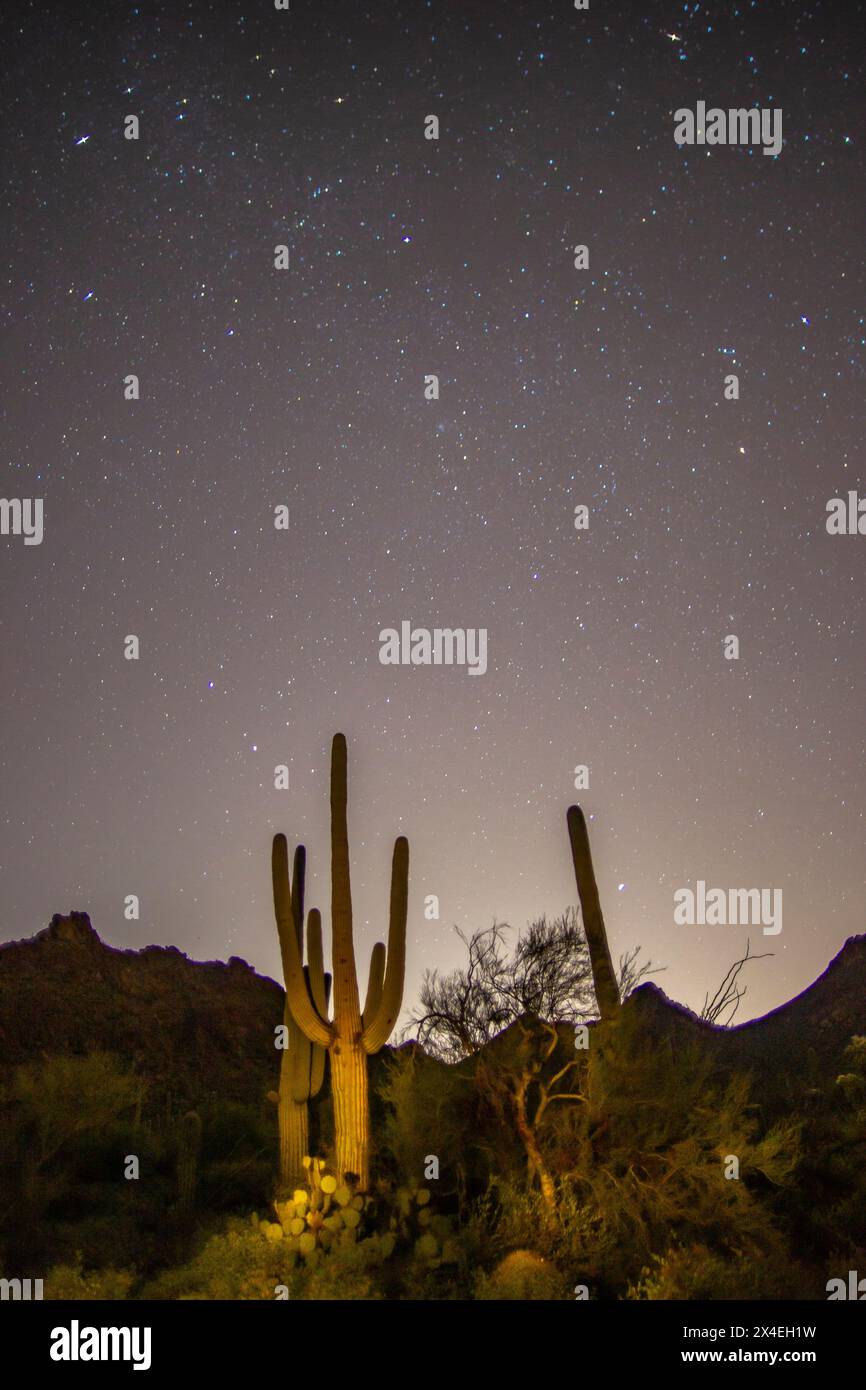 USA, Arizona, Tucson Mountain Park. Saguaro cactus and starry night sky. Stock Photo