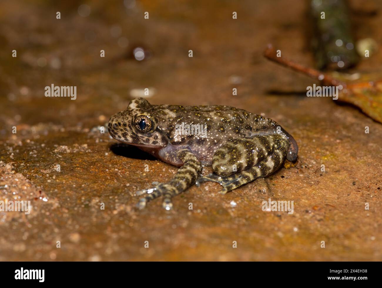 A beautiful Natal Cascade Frog (Hadromophryne natalensis) at the base ...