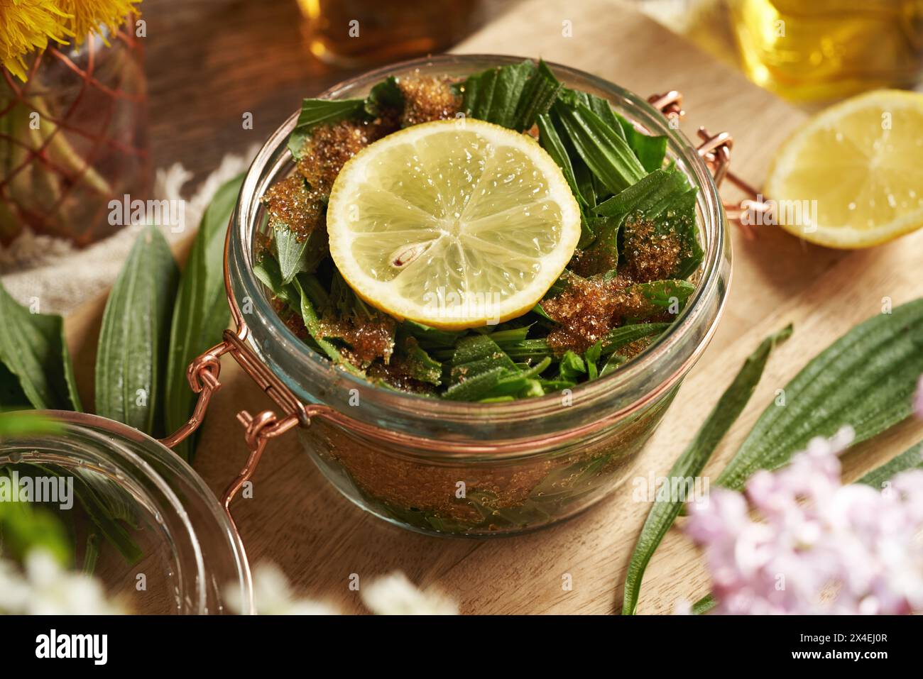 Preparation of ribwort plantain syrup for cough from fresh leaves