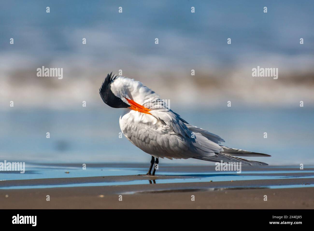 USA, California, San Luis Obispo County. Royal tern close-up on beach preening. Stock Photo