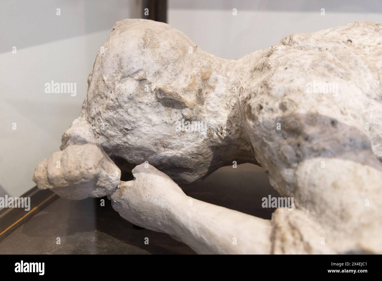 Pompeii bodies; close up of the head of a supine woman, cast from the antiquarium, Pompeii UNESCO World Heritage site, Italy. Victim of the eruption,. Stock Photo