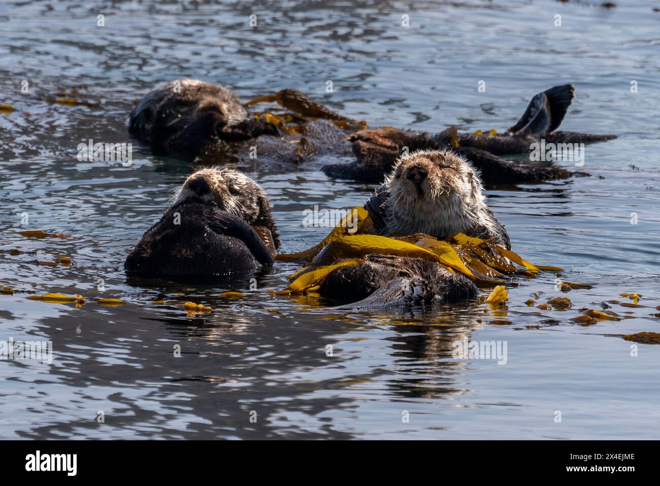 USA, California. Sea Otters (Enhydra lutris). Stock Photo