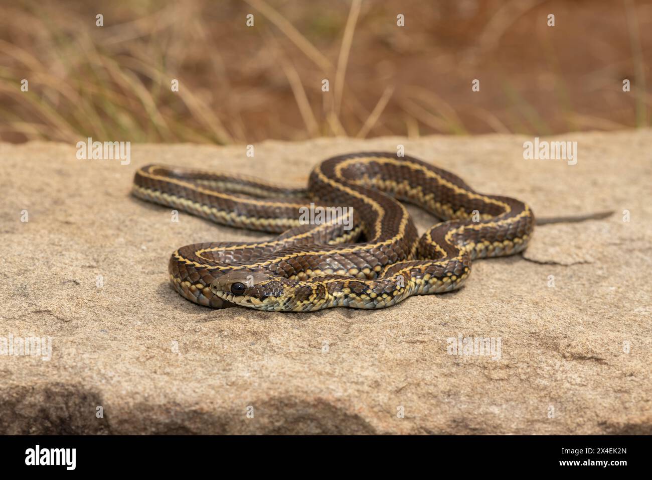 A mildly venomous spotted skaapsteker, also known as a spotted grass ...