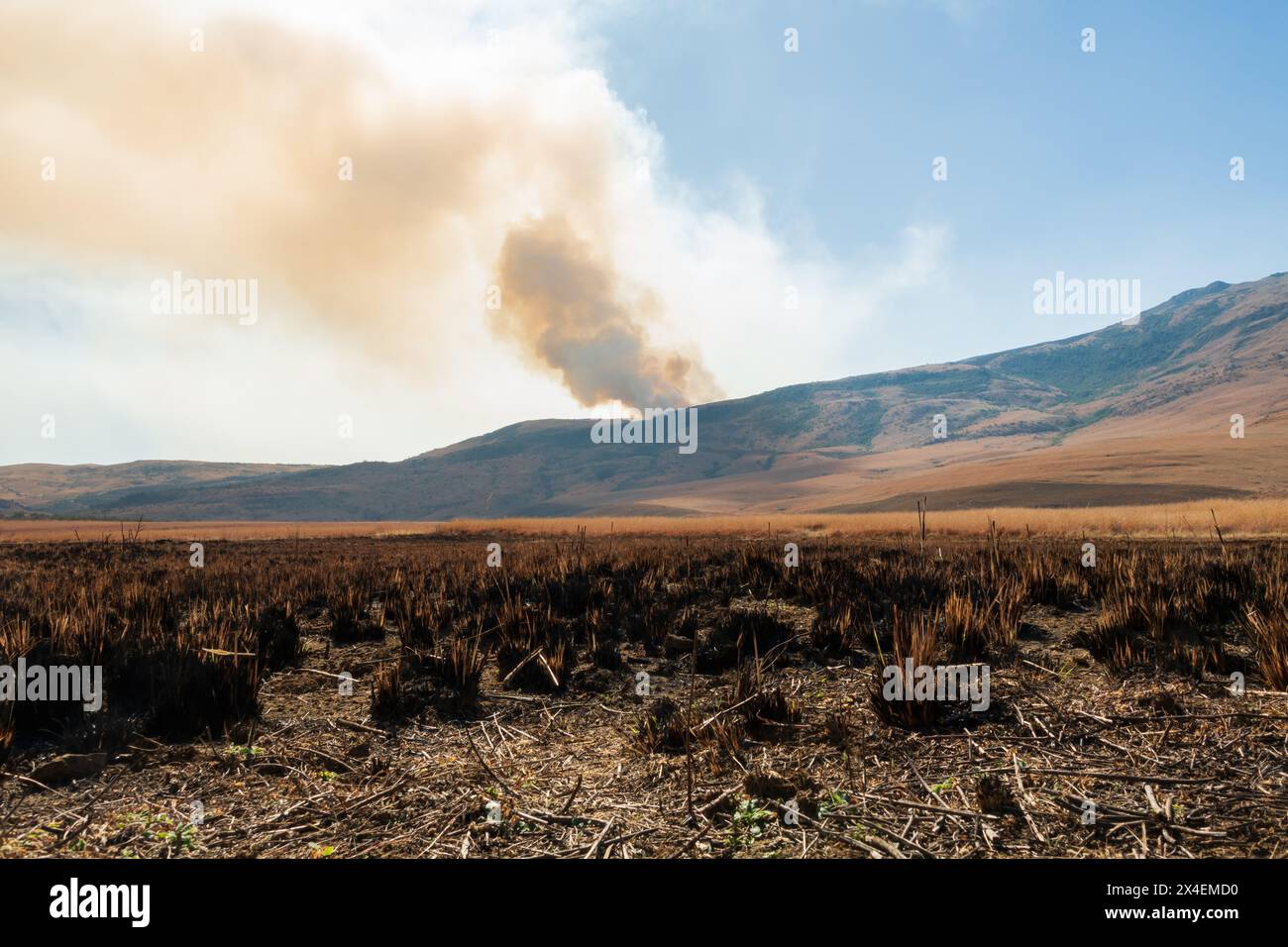 Fire on the dry grasslands in winter, stimulating new growth by ...