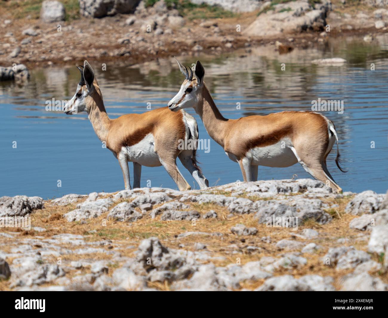 Impalas in Etosha National Park, Namibia Stock Photo