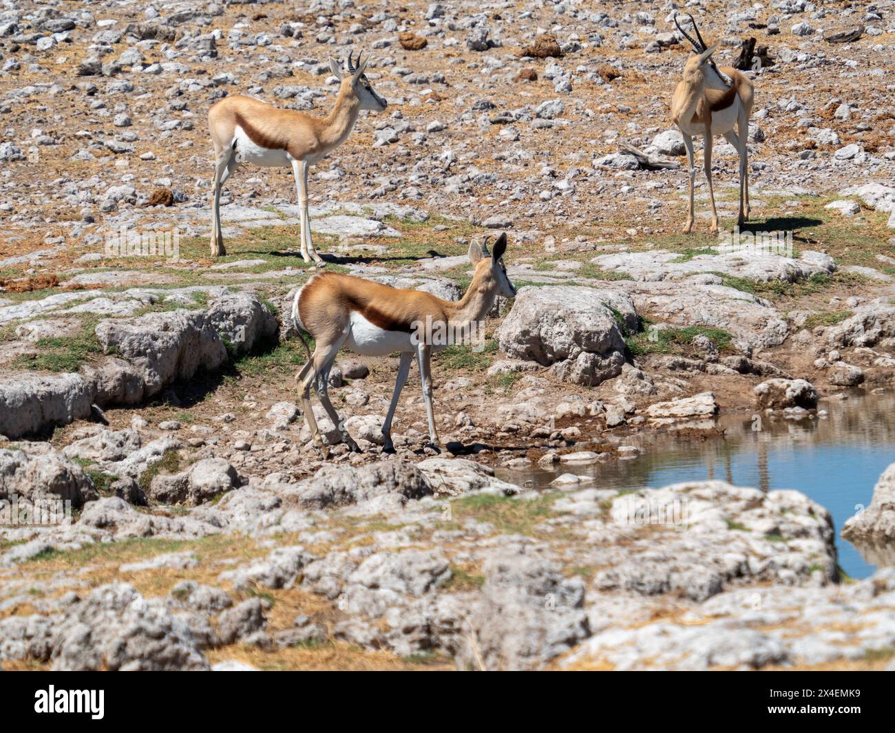 Impalas in Etosha National Park, Namibia Stock Photo